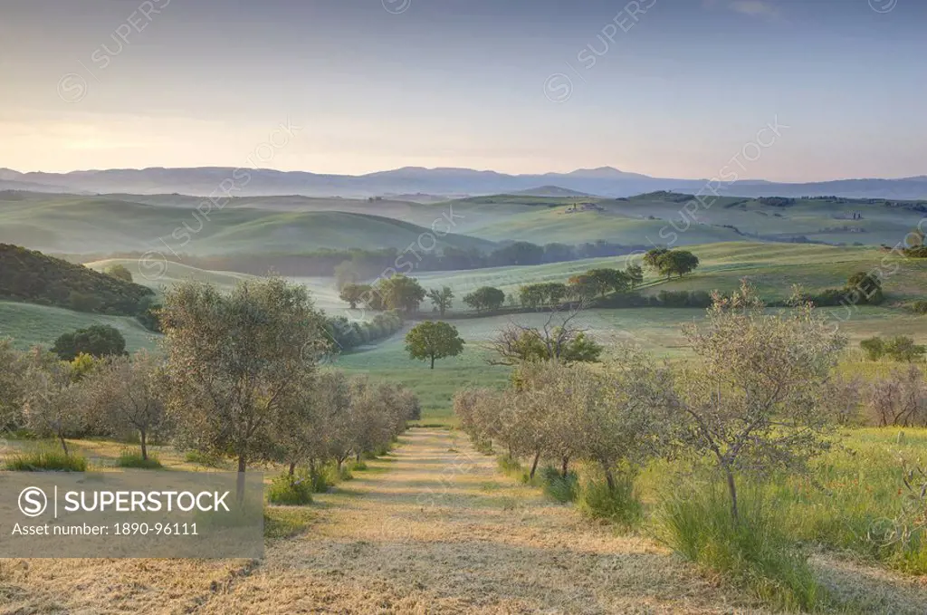 Early morning view across Val d´Orcia from field of olive trees, UNESCO World Heritage Site, San Quirico d´Orcia, near Pienza, Tuscany, Italy, Europe