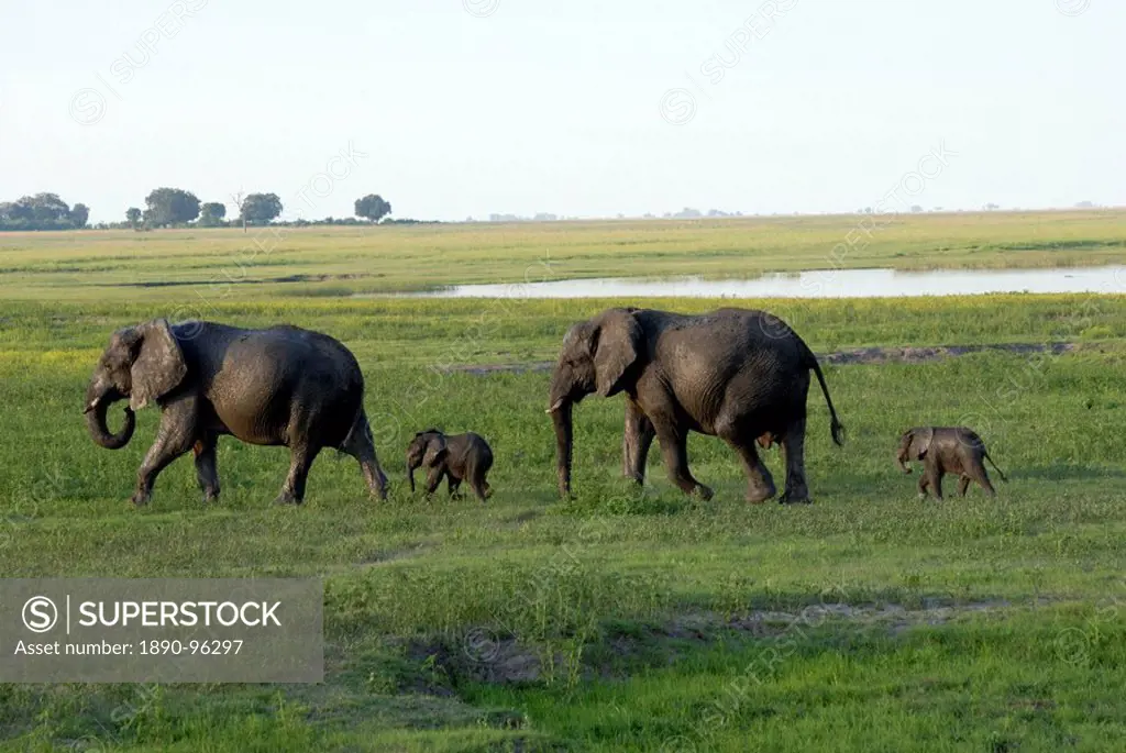 Elephants and their young, Chobe National Park, Botswana, Africa