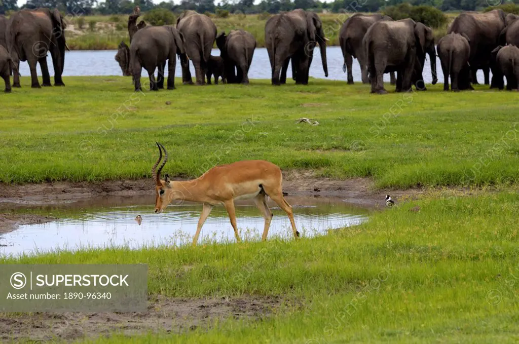 Elephants and impala, Chobe River, Botswana, Africa