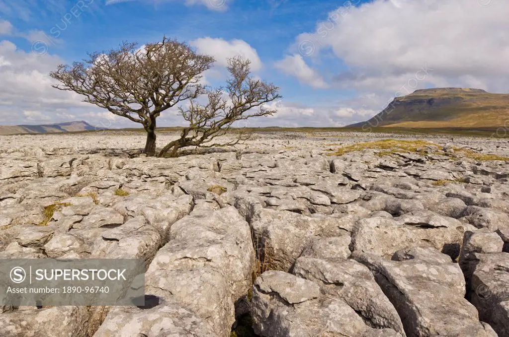 Tree growing through the limestone of White Scars, Ingleton, Yorkshire Dales National Park, Yorkshire, England, United Kingdom