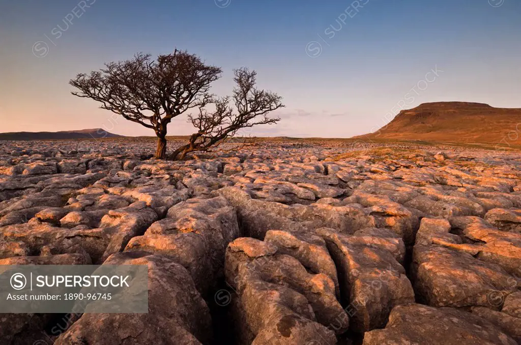 Tree growing through the limestone of White Scars at sunset, Ingleton, Yorkshire Dales National Park, England, United Kingdom