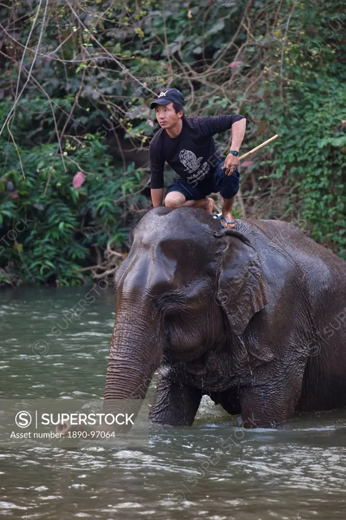 Elephant in river, Chiang Mai, Thailand, Southeast Asia, Asia