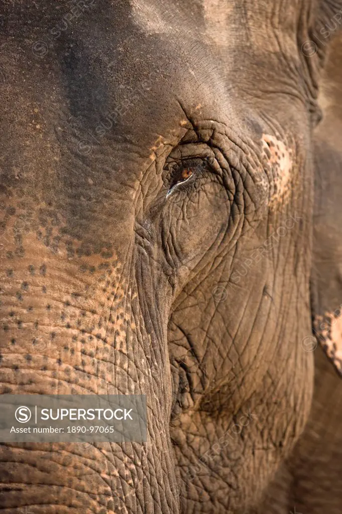 Close_up of an elephant, Chiang Mai, Thailand, Southeast Asia, Asia