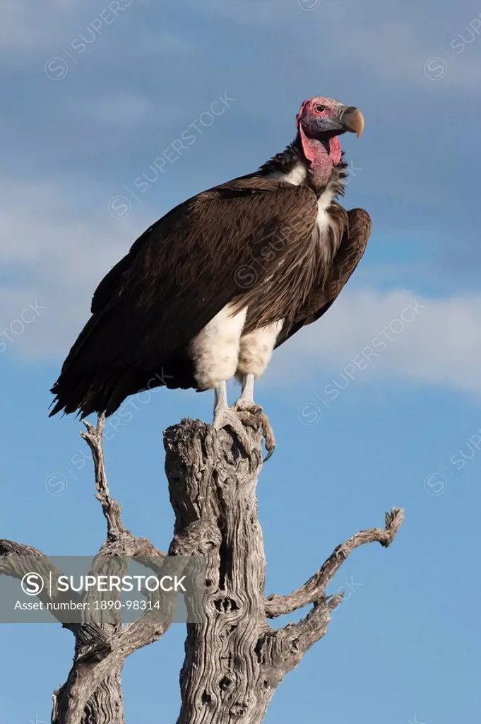Lappetfaced vulture Torgos tracheliotus, Etosha National Park, Namibia, Africa