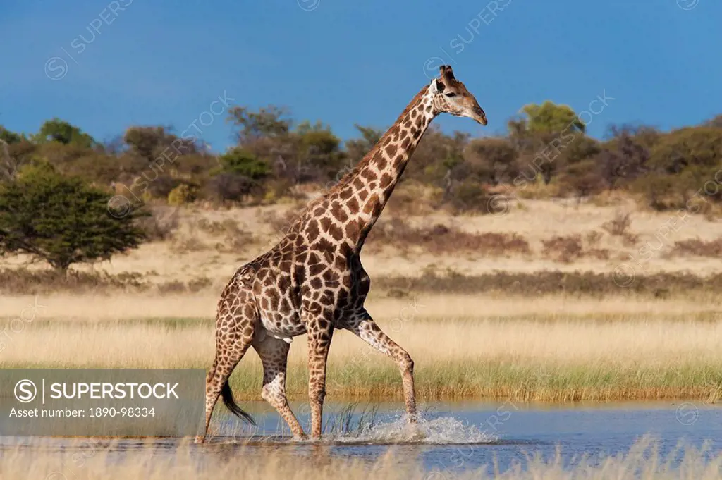 Giraffe Giraffa camelopardalis, wading through seasonal water on pan, Etosha National Park, Namibia, Africa