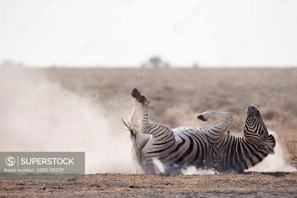 Burchell´s zebra Equus burchelli, dust bathing, Etosha National Park, Namibia, Africa