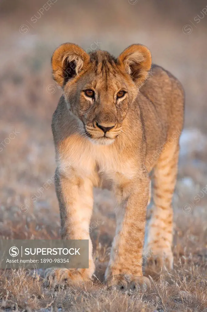 Lion cub Panthera leo, Etosha National Park, Namibia, Africa
