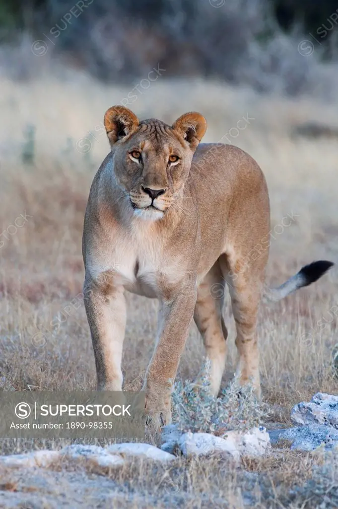 Lioness Panthera leo, Etosha National Park, Namibia, Africa