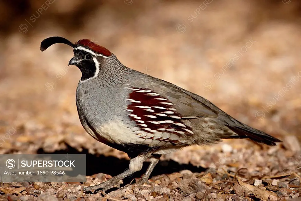 Male Gambel´s Quail Callipepla gambelii scratching for food, Henderson Bird Viewing Preserve, Henderson, Nevada, United States of America, North Ameri...
