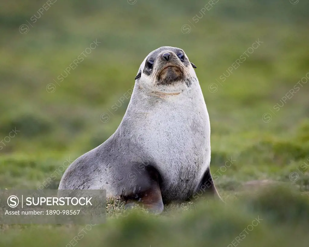 Antarctic fur seal Arctocephalus gazella or South Georgia Fur Seal Arctocephalus tropicalis gazella, Grytviken, South Georgia, Polar Regions