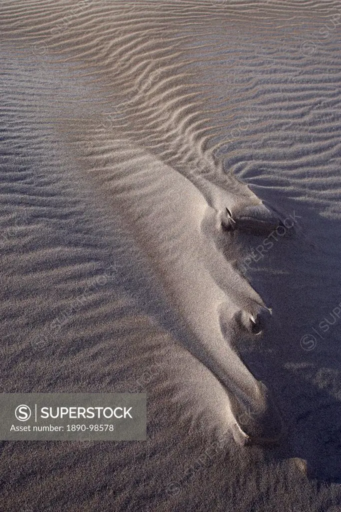 Sand dune formations with frost, Great Sand Dunes National Park and Preserve, Colorado, United States of America, North America
