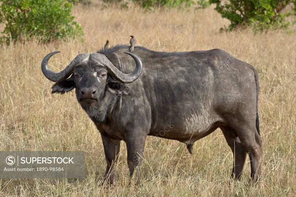 Cape buffalo or African buffalo Syncerus caffer with yellow_billed oxpecker Buphagus africanus, Masai Mara National Reserve, Kenya, East Africa, Afric...