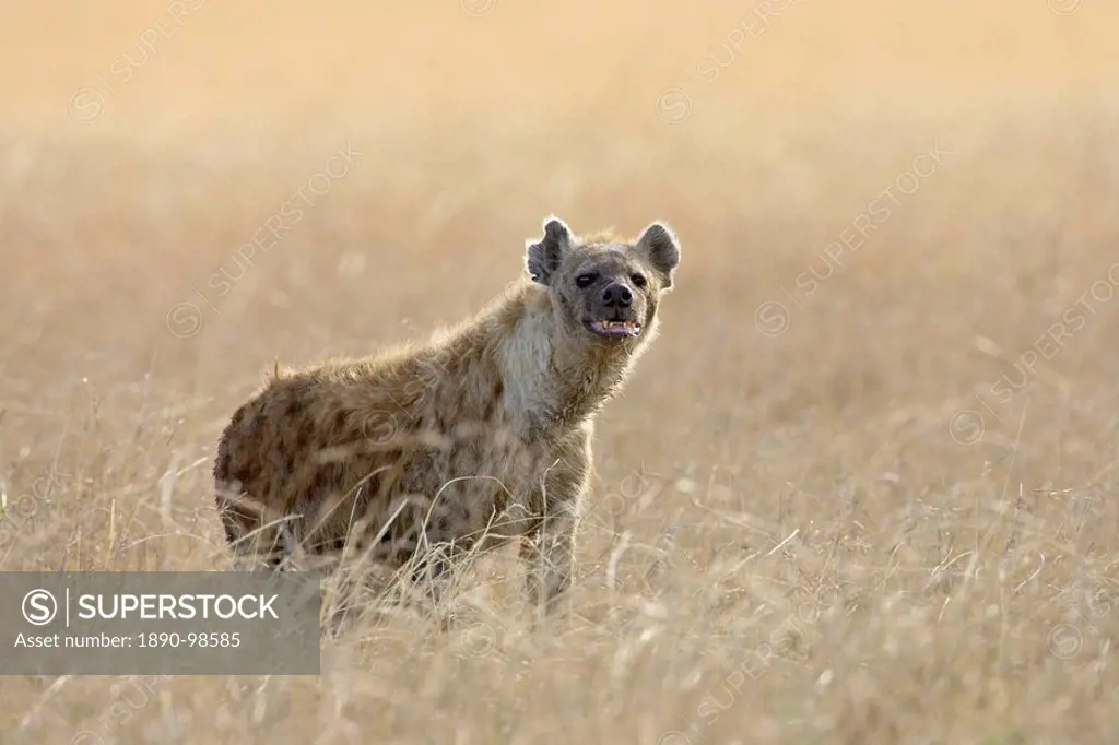 Spotted hyena spotted hyaena Crocuta crocuta, Masai Mara National Reserve, Kenya, East Africa, Africa