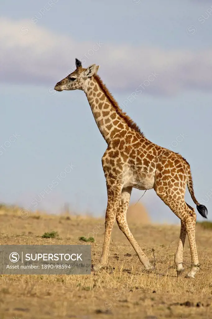 Masai giraffe Giraffa camelopardalis tippelskirchi calf with its umbilical cord still attached, Masai Mara National Reserve, Kenya, East Africa, Afric...