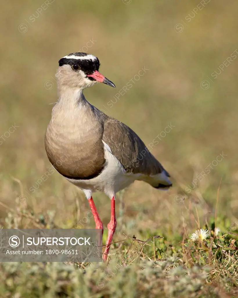 Crowned plover crowned lapwing Vanellus coronatus, Addo Elephant National Park, South Africa, Africa