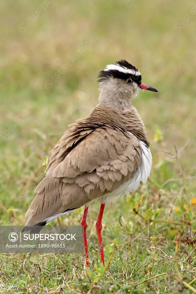 Crowned plover crowned lapwing Vanellus coronatus, Addo Elephant National Park, South Africa, Africa