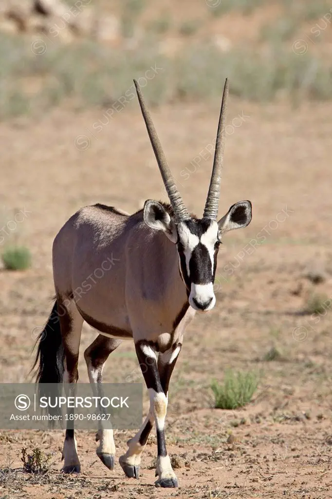 Gemsbok or South African oryx Oryx gazella, Kgalagadi Transfrontier Park, encompasing the former Kalahari Gemsbok National Park, South Africa, Africa
