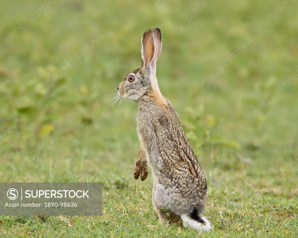 African hare Cape hare brown hare Lepus capensis, Serengeti National Park, Tanzania, East Africa, Africa