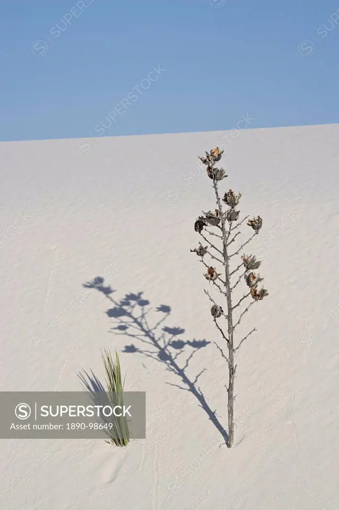 Yucca on dune, White Sands National Monument, New Mexico, United States of America, North America