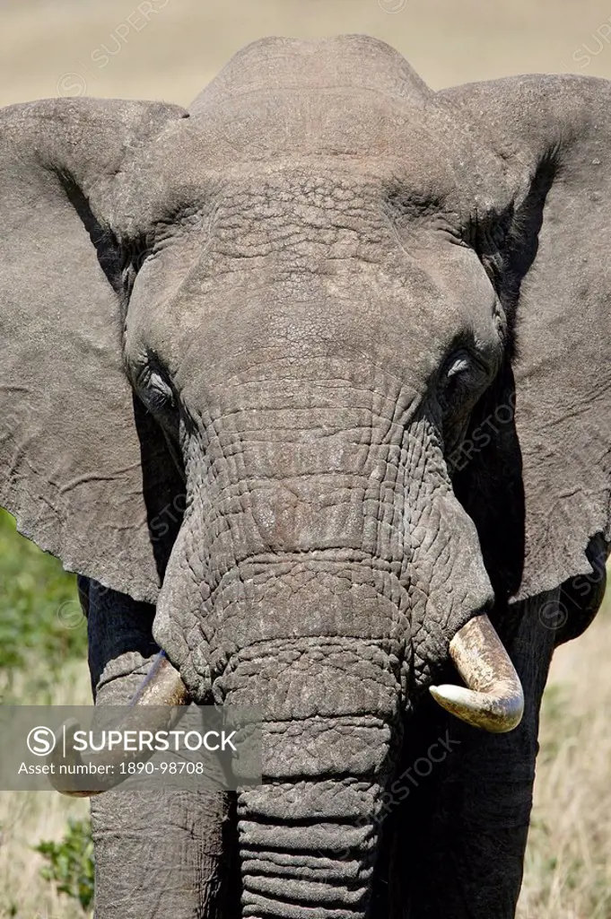 African elephant Loxodonta africana, Masai Mara National Reserve, Kenya, East Africa, Africa