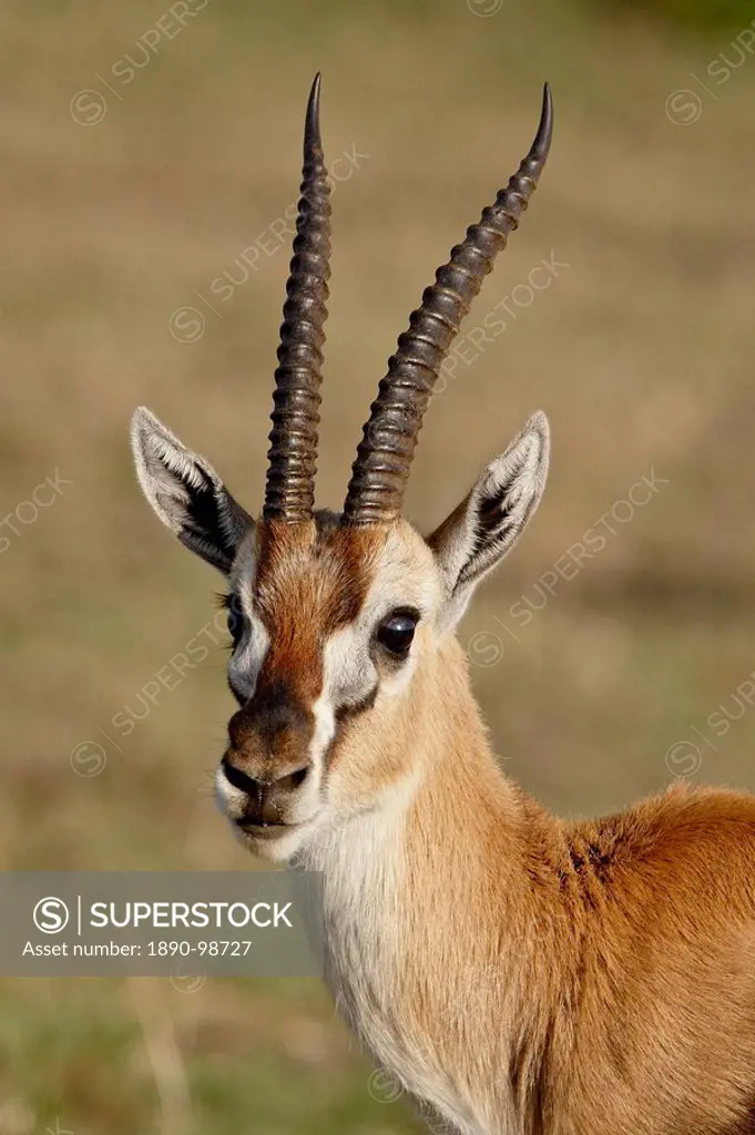 Male Thomsons Gazelle Gazella thomsonii, Masai Mara National Reserve, Kenya, East Africa, Africa