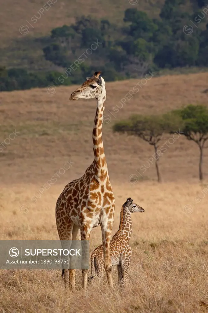 Mother and baby Masai Giraffe Giraffa camelopardalis tippelskirchi just days old, Masai Mara National Reserve, Kenya, East Africa, Africa
