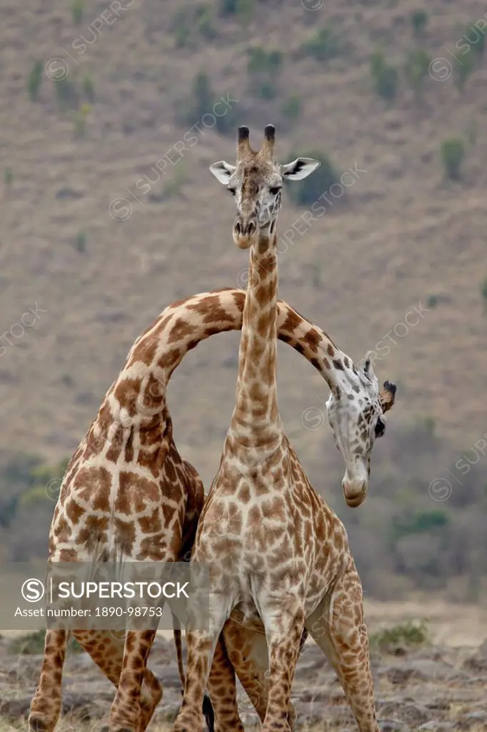 Two male Masai Giraffe Giraffa camelopardalis tippelskirchi sparring, Masai Mara National Reserve, Kenya, East Africa, Africa