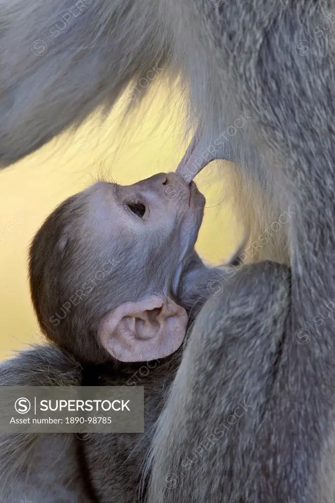Infant Vervet Monkey Chlorocebus aethiops nursing, Kruger National Park, South Africa, Africa