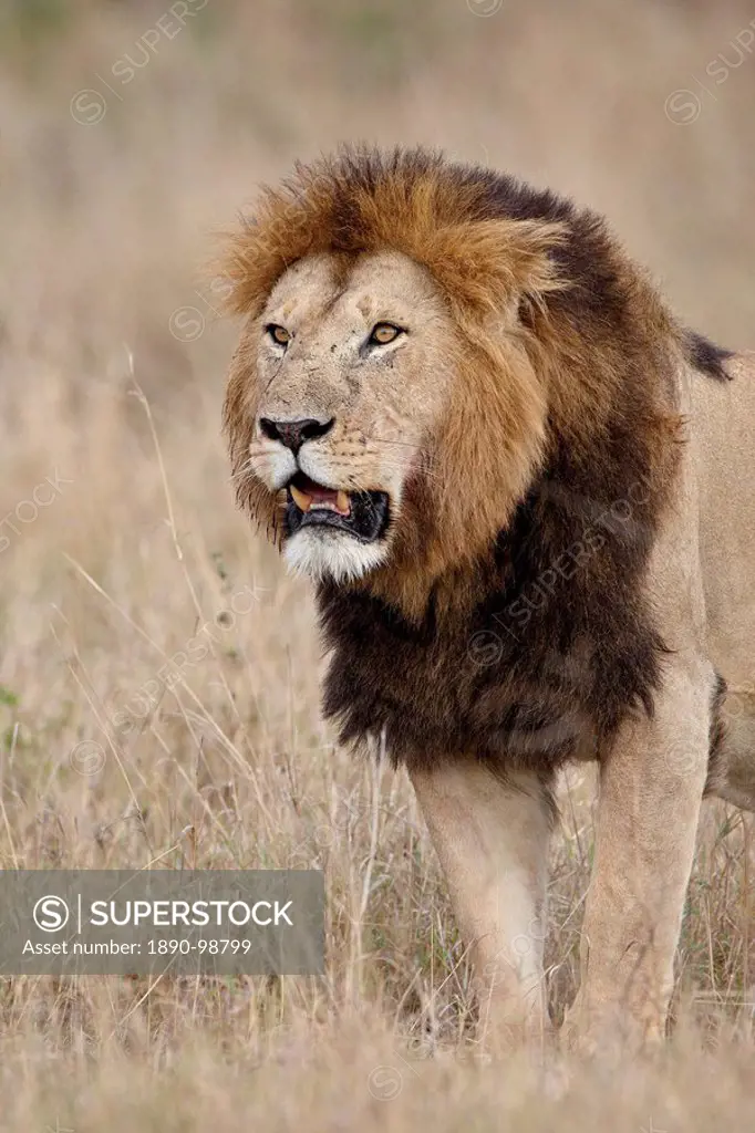 Lion Panthera leo, Masai Mara National Reserve, Kenya, East Africa, Africa