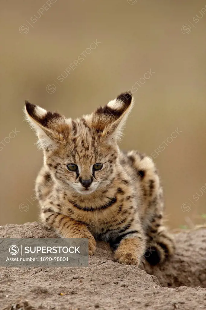 Serval Felis serval cub on termite mound showing the back of its ears, Masai Mara National Reserve, Kenya, East Africa, Africa
