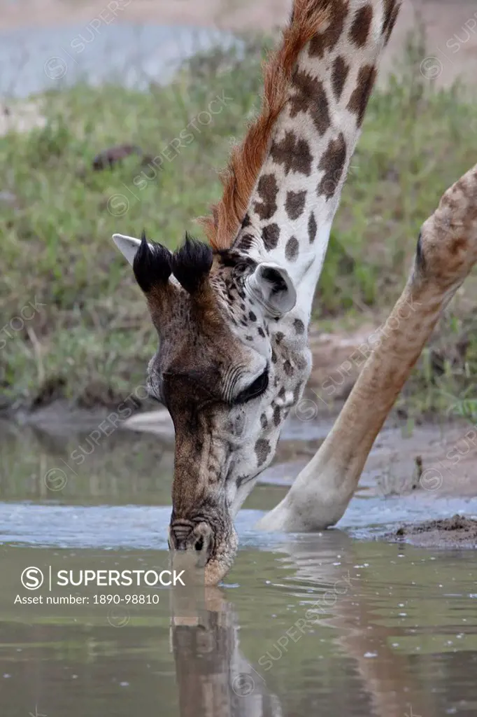 Masai giraffe Giraffa camelopardalis tippelskirchi drinking, Masai Mara National Reserve, Kenya, East Africa, Africa