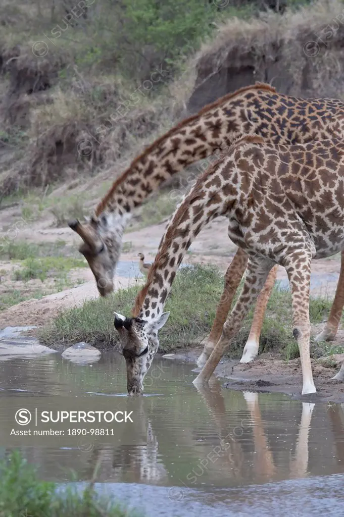 Two Masai giraffe Giraffa camelopardalis tippelskirchi drinking, Masai Mara National Reserve, Kenya, East Africa, Africa