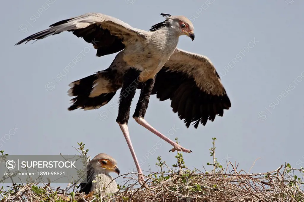 Two secretarybirds Sagittarius serpentarius on a nest, Masai Mara National Reserve, Kenya, East Africa, Africa