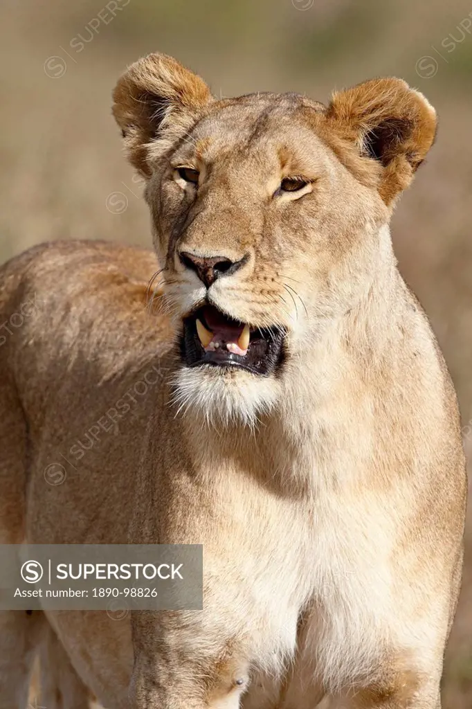 Lioness Panthera leo, Masai Mara National Reserve, Kenya, East Africa, Africa