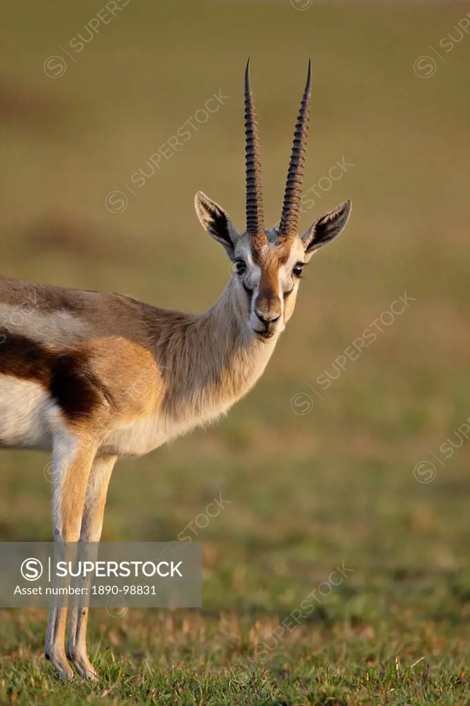 Male Thomson´s gazelle Gazella thomsonii, Masai Mara National Reserve, Kenya, East Africa, Africa