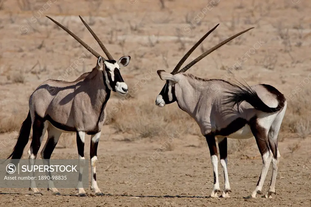 Two gemsbok South African oryx Oryx gazella face to face, Kgalagadi Transfrontier Park, South Africa