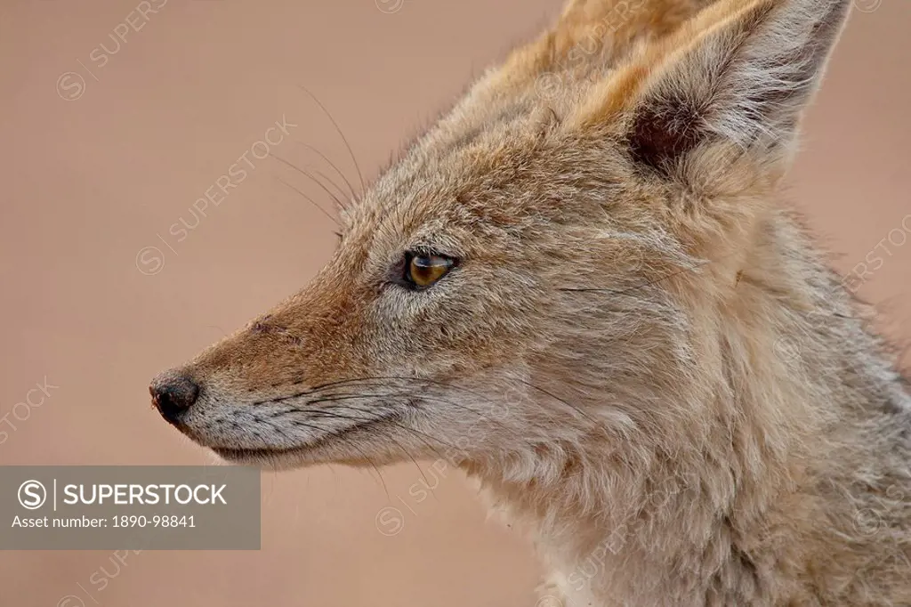 Black_backed jackal silver_backed jackal Canis mesomelas, Kgalagadi Transfrontier Park, South Africa