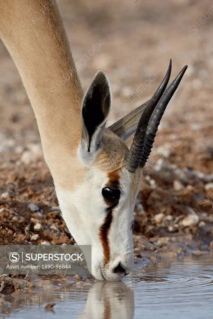 Female springbok Antidorcas marsupialis drinking, Kgalagadi Transfrontier Park, South Africa