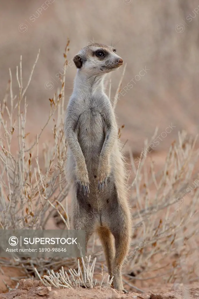 Meerkat suricate Suricata suricatta standing on its hind legs, Kgalagadi Transfrontier Park, South Africa