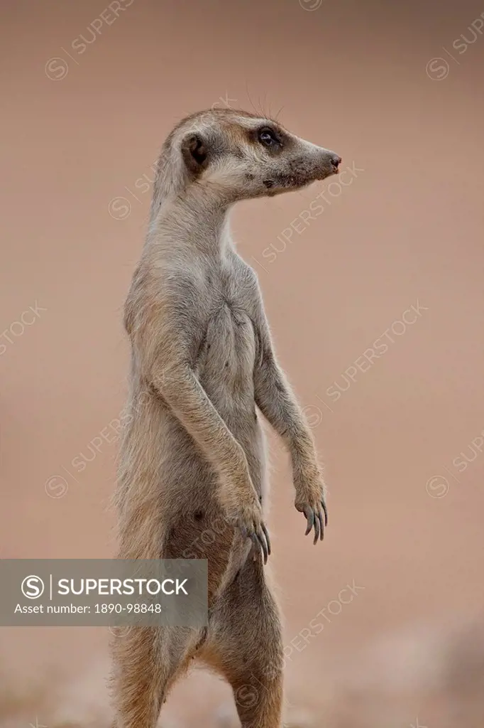Meerkat suricate Suricata suricatta standing on its hind legs, Kgalagadi Transfrontier Park, South Africa