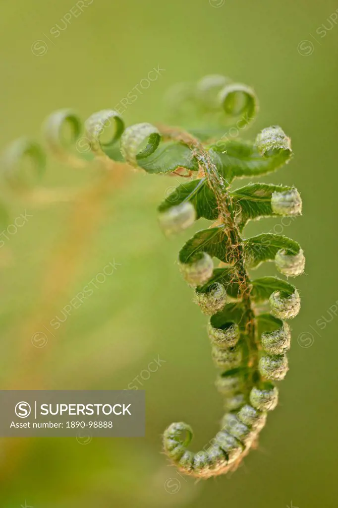 Western sword fern Polystichum munitum, Cathedral Grove, MacMillan Provincial Park, British Columbia, Canada, North America
