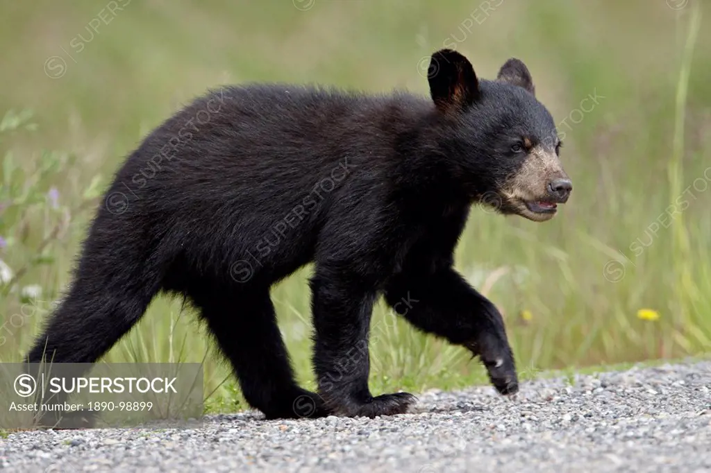 Black bear Ursus americanus cub crossing the road, Alaska Highway, British Columbia, Canada, North America