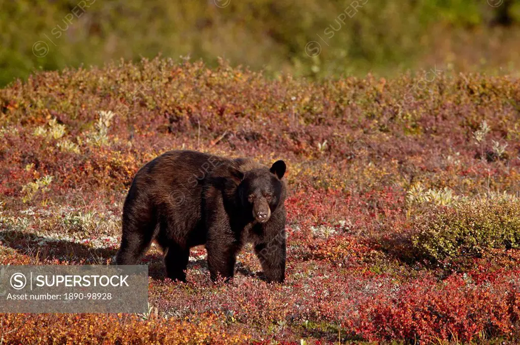 Black bear Ursus americanus among fall color, Denali National Park and Preserve, Alaska, United States of America