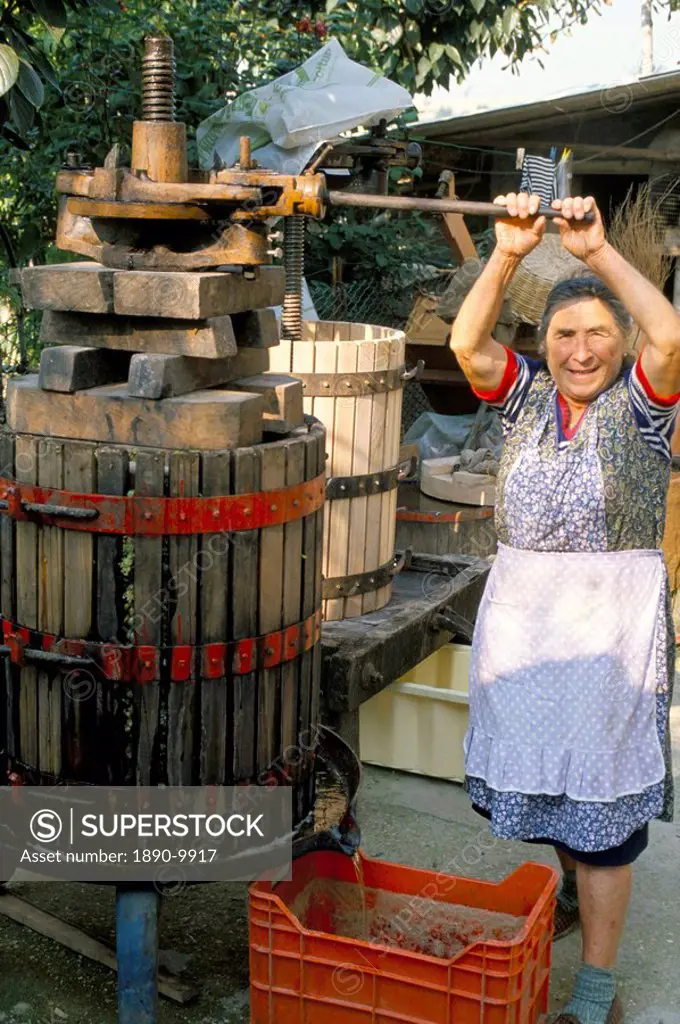 A local winemaker pressing her grapes at the cantina, Torano Nuovo, Abruzzi, Italy, Europe