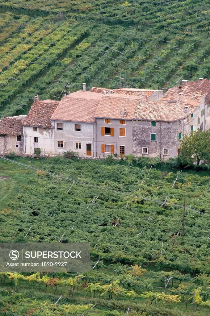 Vineyards near Fumane in the centre of the Valpolicella Classico zone, Fumane, Veneto, Italy, Europe