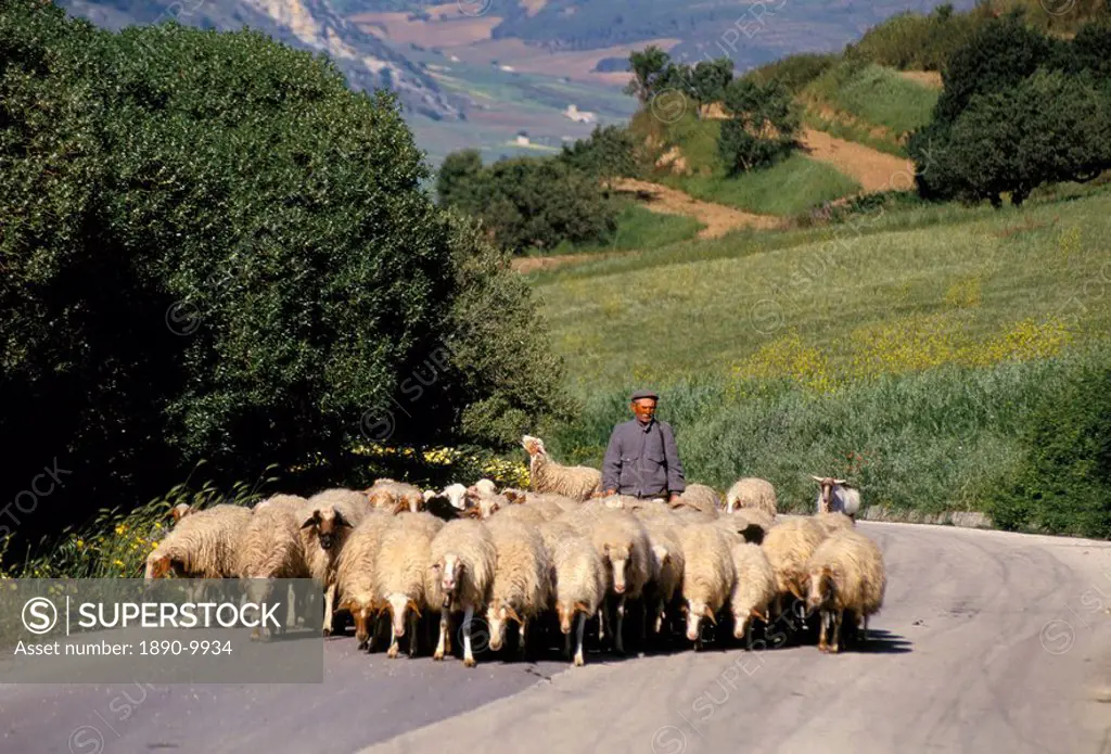 Shepherd on a country road, Castelvetrano, island of Sicily, Italy, Mediterranean, Europe