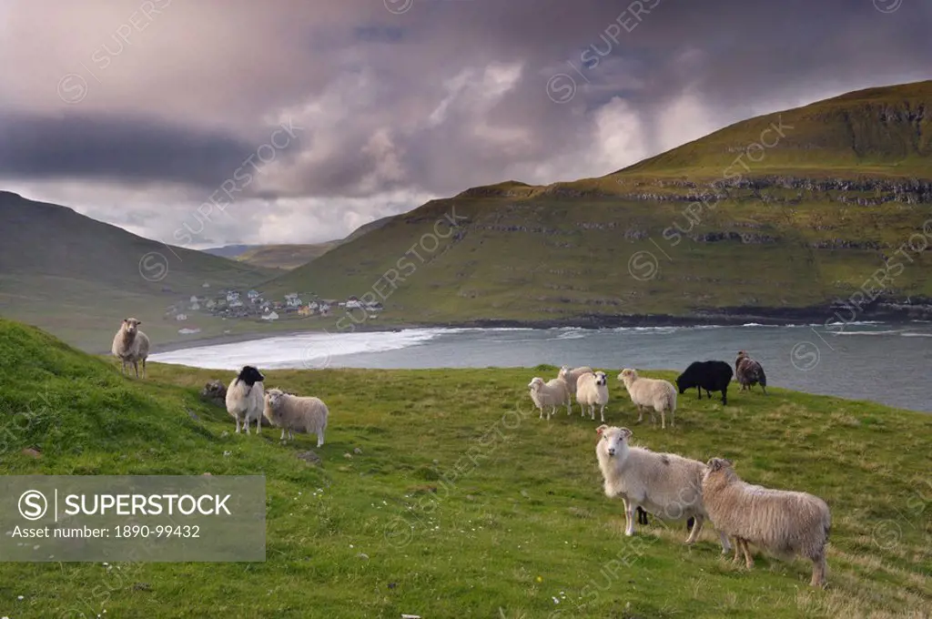 Sheep, Husavik bay and village in background, Sandoy, Faroe Islands Faroes, Denmark, Europe