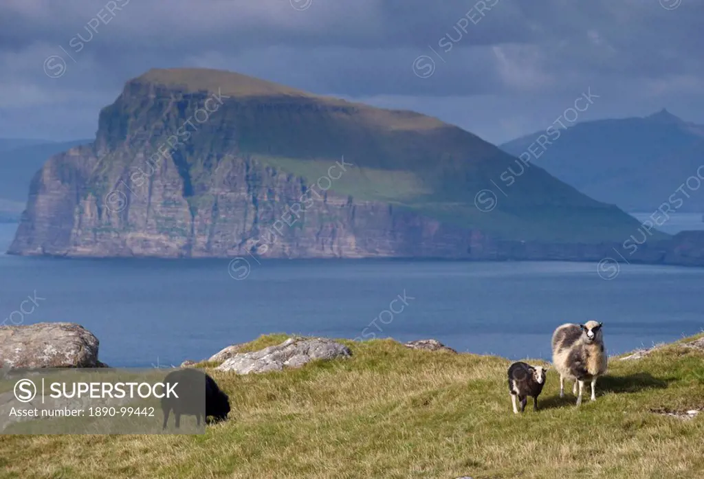Sheep on north coast of Sandoy, view north across Skopunarfjordur towards Koltur island and Streymoy Island hills in the distance, Sandoy, Faroe Islan...