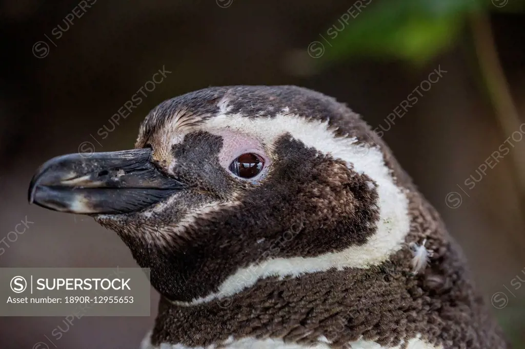 Adult Magellanic penguin (Spheniscus magellanicus) head detail, Gypsy Cove, outside Stanley, Falkland Islands, South America