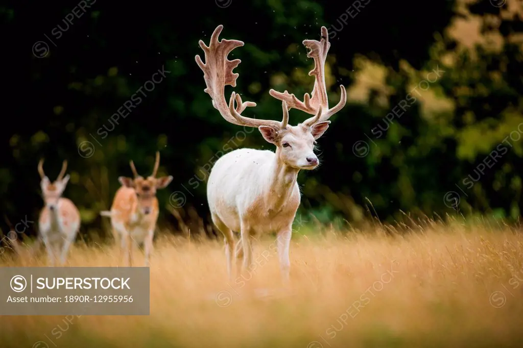 Deer, United Kingdom, Europe
